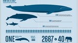Did You Know: Amazing Blue Whale stats and November 27 in history