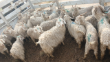 Four arrests and a R5,000 bribe over 51 'stolen' goats