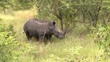 'Rhino Renaissance Campaign': South Africa steps up fight against poachers