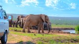 Zimbabwe issues permits for cull of at least 50 elephants