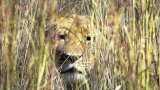 Police chase escaped lion back into northern KZN game reserve