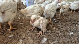 ABEL SITHOLE | Mandate, not mismanagement: PIC clarifies position on unlisted investments and Daybreak Foods