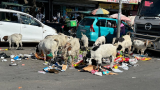 IN PICS | Alex gets a cleanup as Joburg metro cops enforce city bylaws