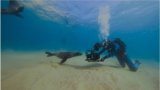 Ocean wonders of Plett revealed in new documentary