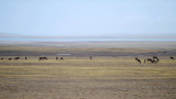 WATCH | China deploys robot antelope in Tibet to surveil real herds