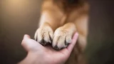 When Love Means Letting Go – A Vet’s Story of Saying Goodbye