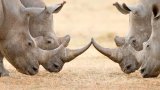 Suspected rhino poacher found dead at Kruger National Park