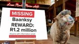 News24 | Private investigators following 'substantial leads' in disappearance of Baanksy, the painting sheep