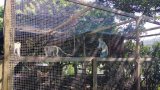Cull of vervet monkeys halted at KZN retirement village