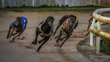 NSPCA raises concern over push to legalise greyhound racing in South Africa