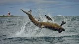 Great white sharks back at Bird Island