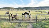 Karoo Donkey Sanctuary finds a new home