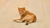 EISH WENA: Free-State farmer employs lion as guard against farm murders [Video]
