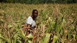 Zimbabwe eases grain import restrictions after downgrading harvest