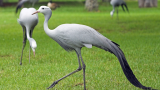 Blue cranes uplisted from threatened to vulnerable