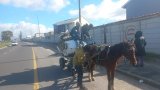 Injured pony rescued after ‘cart chase’ through Cape Town streets