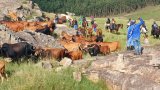 Cattle worth R2.8m recovered in Eastern Cape police raid