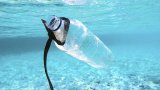 Scientists in Japan develop plastic that dissolves in seawater within hours