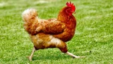 Bus stops to allow passengers chase runaway chicken – WATCH