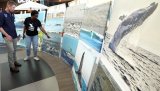 Whale of a festival fast approaching Nelson Mandela Bay shores