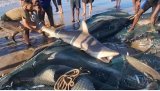 WATCH | 17 'angry' sharks netted in sardine haul on KZN south coast