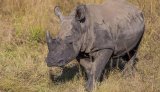 News24 | Six arrested for allegedly trafficking over 900 rhino horns with fraudulent permits