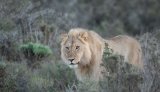 News in a minute | Namibian businessman killed by Lion [video]
