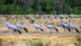 SA’s national bird threatened as numbers crash