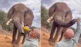 Tourist pouring BEER down elephant’s trunk sparks outrage