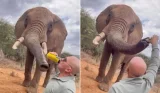 Outrage after tourist caught giving beer to elephant