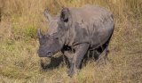 News24 | Man gets 15-year jail term for rhino poaching attempt at Limpopo farm