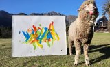 News24 | WATCH | Mystery surrounds disappearance of Baanksy the painting sheep – R1.2m reward offered