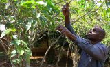 DRC coffee farmers fear war will undo recent gains