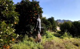 WATCH | US tariffs on SA set to hit white farmers Trump has embraced