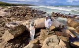 Public warned to avoid decomposing whale washed up at Kayser’s Beach