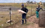 News24 | Swine war: Backlash over Buffalo City metro's pig seizures