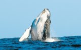 Entangled humpback whale freed in dramatic rescue off Cape Recife